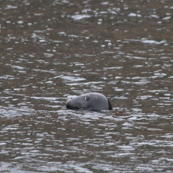 Seal head peeking above water surface with ripples.