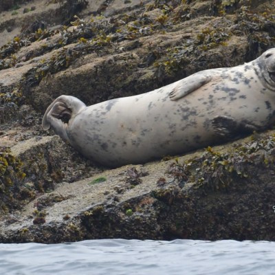 Seal lounging on a rocky shoreline by the water.
