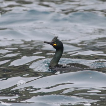 A bird swims on rippling water with a crest on its head.
