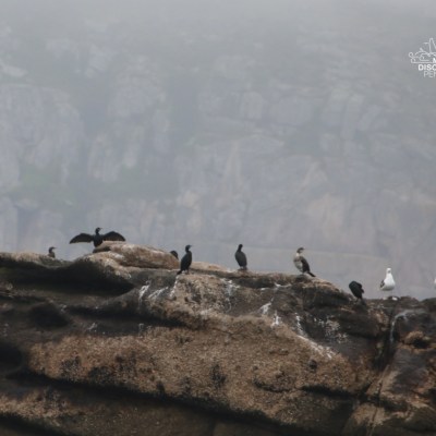 Seabirds perch on a rocky cliff in foggy weather.