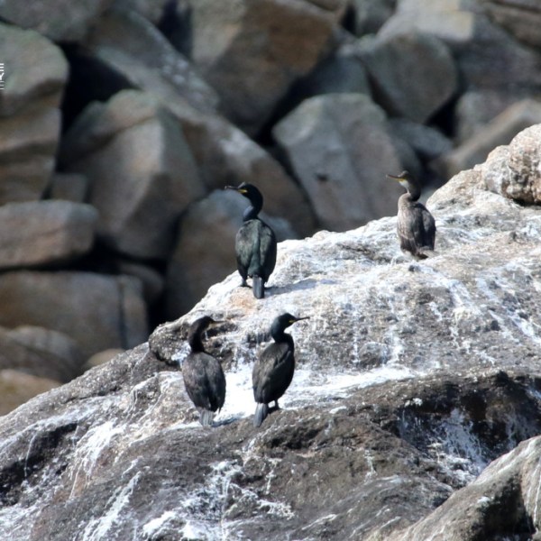 Four birds perched on rocky surface by the sea.