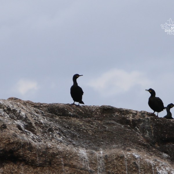 Four birds perched on a rocky outcrop against a cloudy sky.