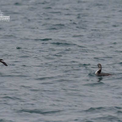 Two birds on a wavy sea surface, logo in the top left corner.