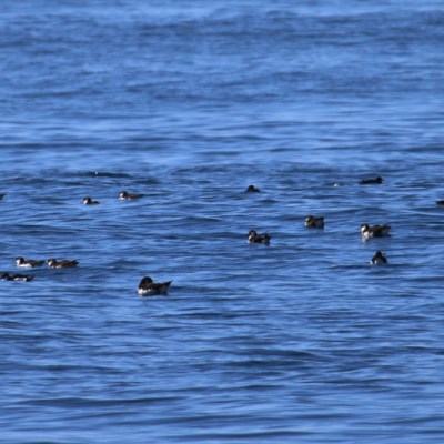 Manx shearwaters