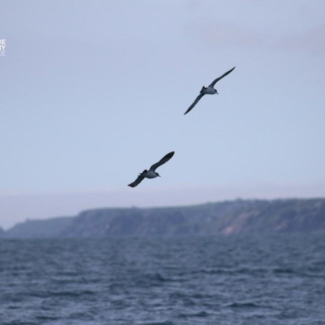 Two birds flying over the ocean with distant cliffs.