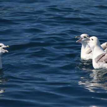 Four seagulls swimming and interacting on the ocean surface.