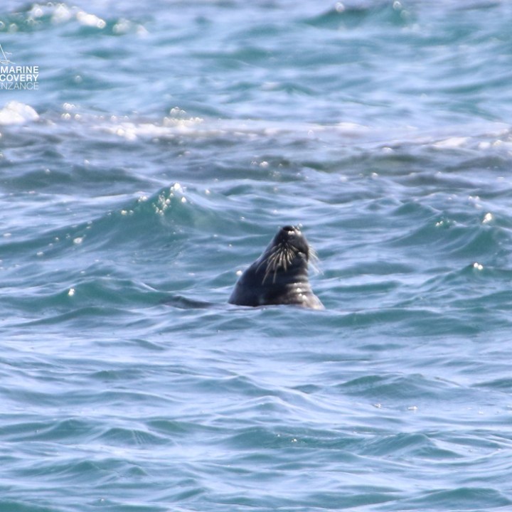 Seal swimming with head above water in the ocean.