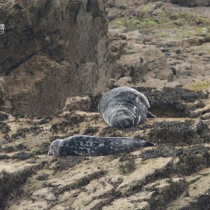 Two seals resting on rocky terrain by the shore.