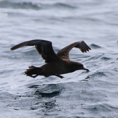 Bird flying low over ocean waves.
