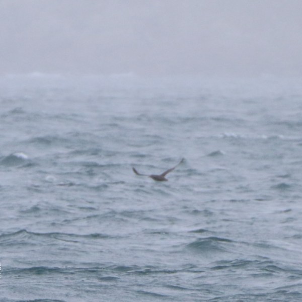 Bird flying over a foggy, wavy sea.