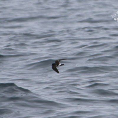 Bird flying over wavy ocean water surface.
