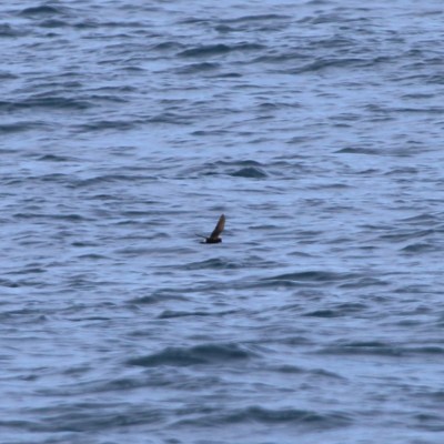 Bird flying over calm ocean water.