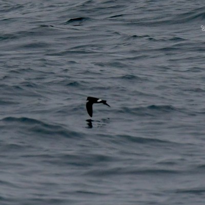 Dark bird flying low over wavy ocean surface.
