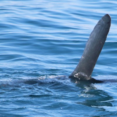Large dorsal fin of a marine animal protruding from the ocean surface.