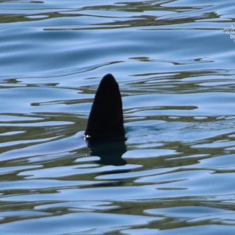 Dark triangular fin emerging from rippling water surface.