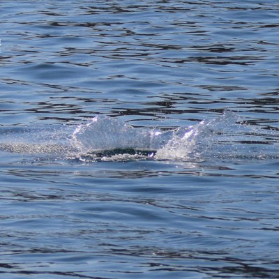 Water surface with a splash and ripples.