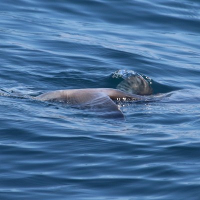 A sunfish swimming in calm ocean waters.
