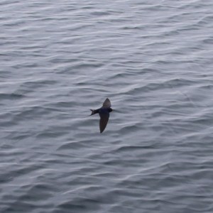 Bird flying low over rippling water surface