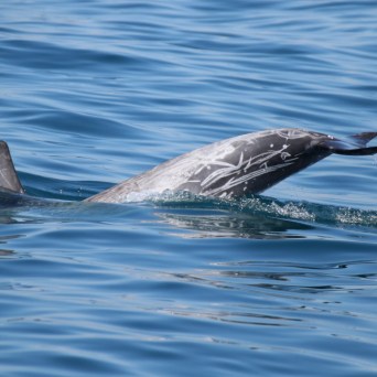 A dolphin partially submerged in clear blue water.