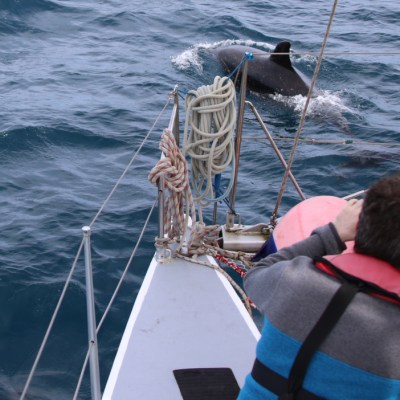 Person on boat observing dolphins swimming in the ocean.