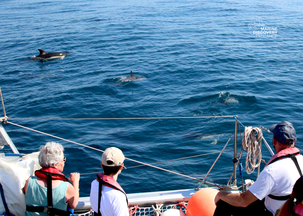 People on a boat watching dolphins swimming in the ocean.
