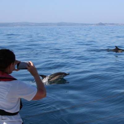 Person photographing dolphins from a boat on calm water.