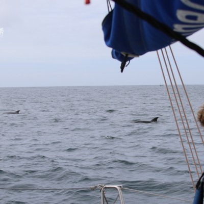 Person on boat watching dolphins in the ocean