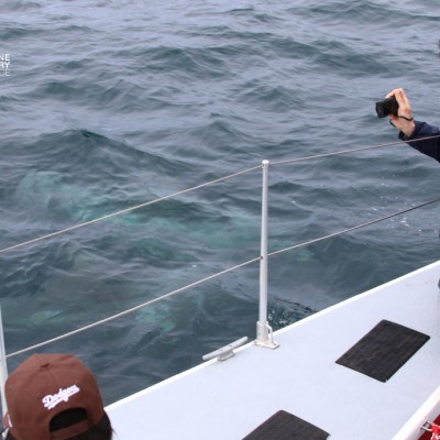 Person photographing submerged marine animal from boat on the ocean.
