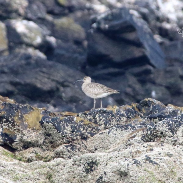 Shorebird standing on a rocky, lichen-covered surface.
