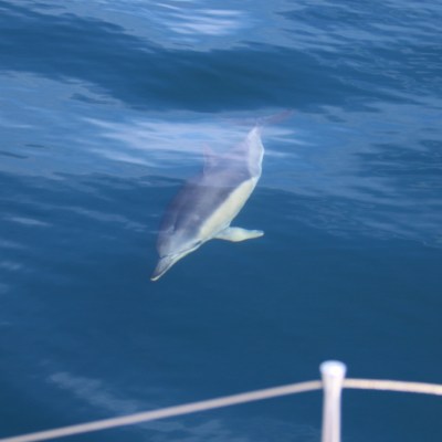 Dolphin swimming underwater with a boat's bow in the foreground.