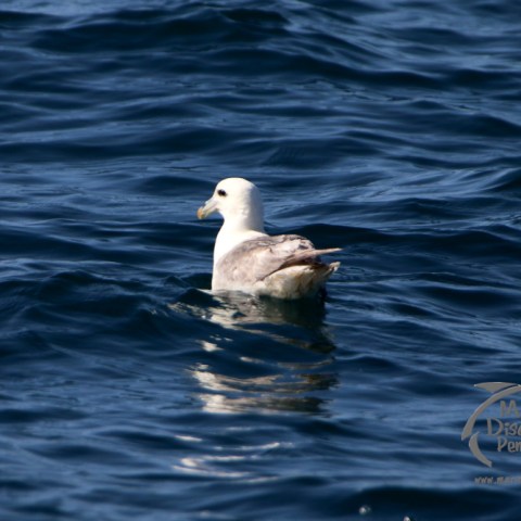 Seagull floating on dark blue ocean waters.