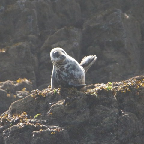 Seal resting on rocky shore with seaweed at sunrise.