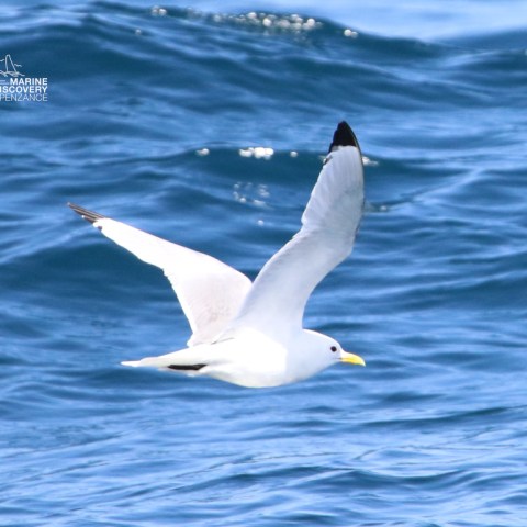 A seagull with a yellow beak flying over the ocean.