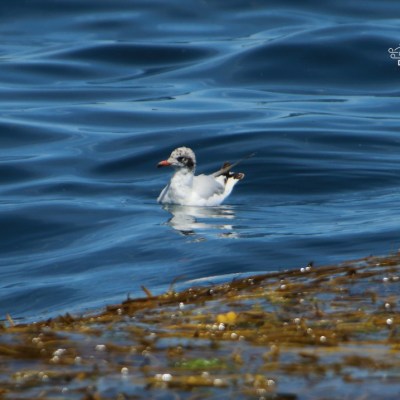White bird with a mottled head floating on blue water near seaweed at the surface.