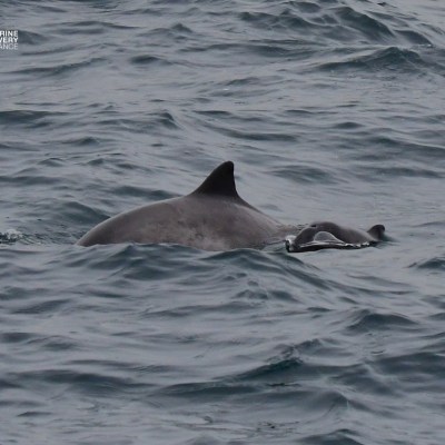 A dolphin swimming in choppy ocean waters.
