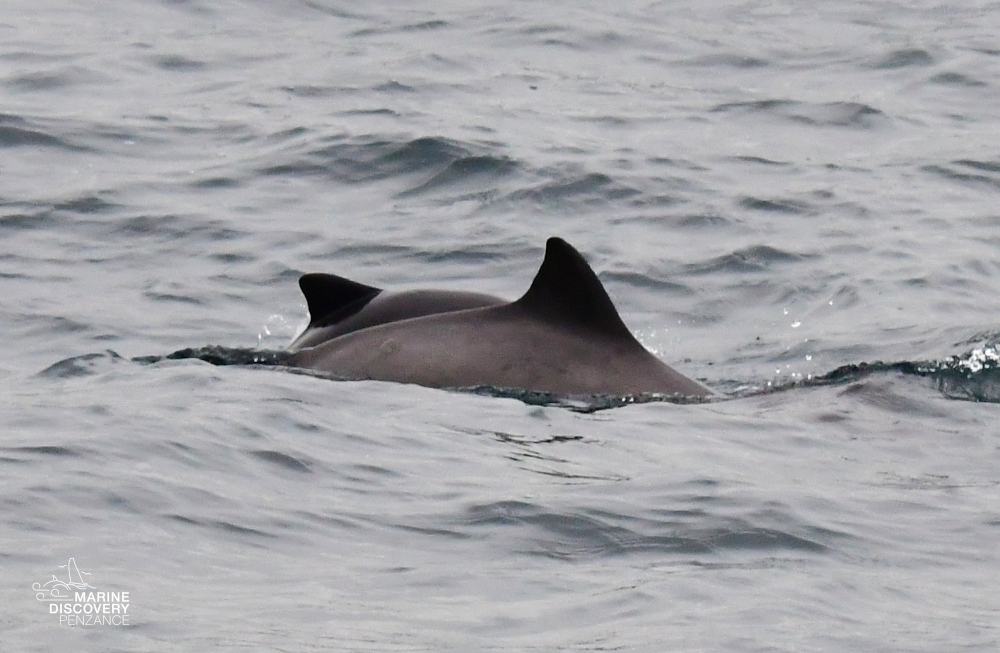 Two porpoises swimming at the ocean surface with visible dorsal fins.