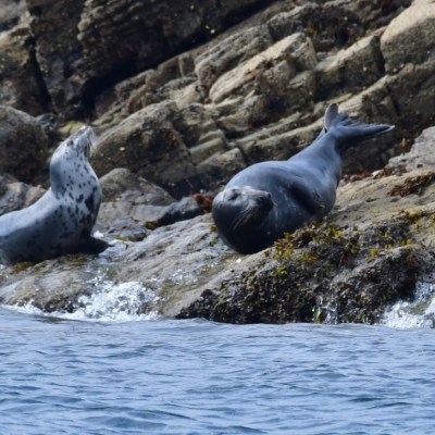 Two seals resting on rocky shore near water.