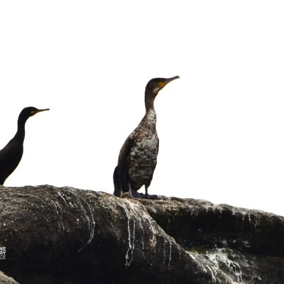 Two birds standing on a rocky ledge against a white background.