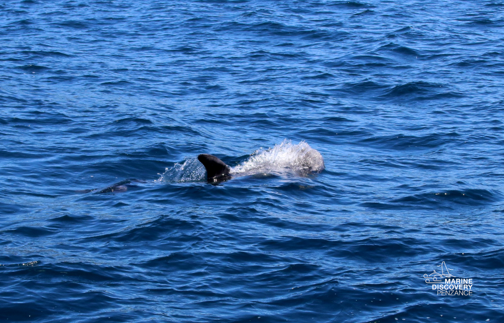 Dolphin fin surfacing in blue ocean water.