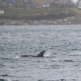 Dorsal fin of a dolphin in the ocean near a rocky shore.