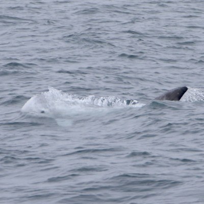 Partial view of a marine animal surfacing in wavy waters.