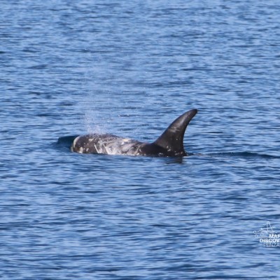 Dolphin fin and back emerging from the water surface in the ocean.