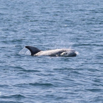 Dolphin surfacing in open water with a splash.