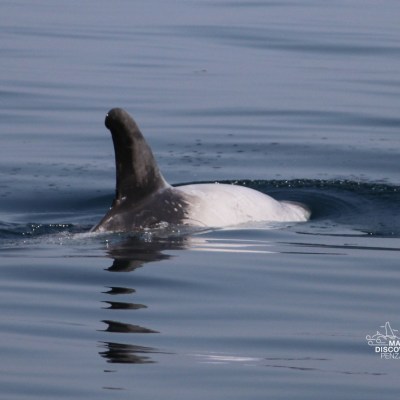 Dolphin swimming with dorsal fin above water surface.