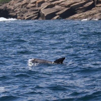 Dorsal fin of a whale above water near rocky shore.
