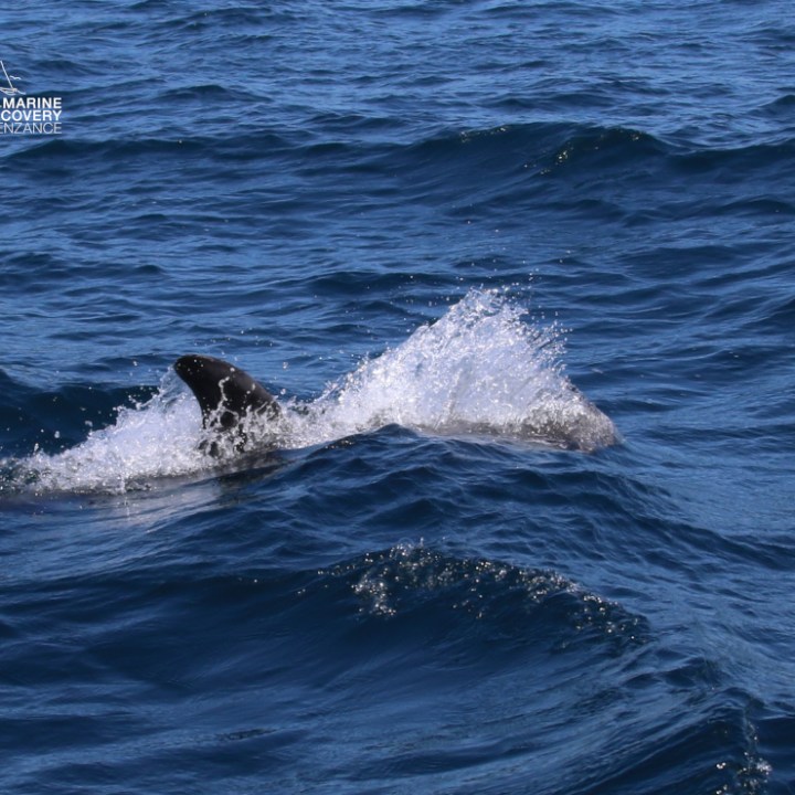 Fin of a marine animal breaking the ocean surface with foam and waves.