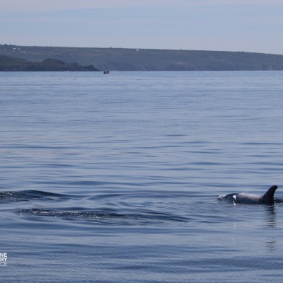 Dolphin swimming in calm ocean with distant coastline.