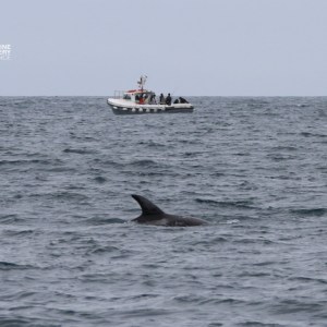 Dolphin fin in ocean near boat with people, overcast sky.