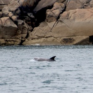 Dorsal fin of a dolphin swimming near rocky shore.