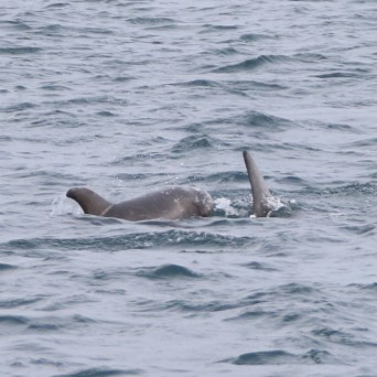 Dolphin swimming in the ocean with visible dorsal fin.